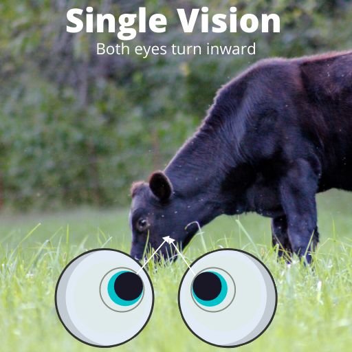 image of a cow in a field with two eyeballs showing proper eye alignment for single vision